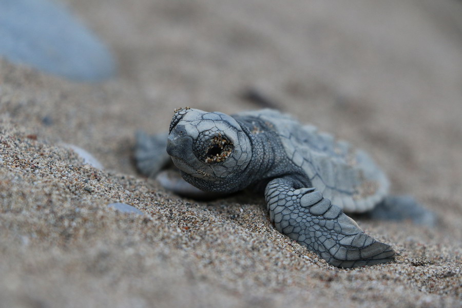  Kornjače CarettaCaretta 